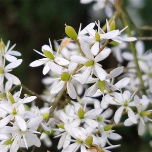 Bursaria spinosa at Bowral, NSW - Today by trevorpreston