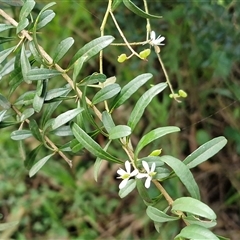 Bursaria spinosa at Bowral, NSW - 11 May 2025 11:00 AM