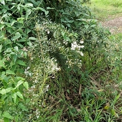 Bursaria spinosa at Bowral, NSW - 11 May 2025 11:00 AM