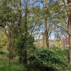 Bursaria spinosa at Bowral, NSW - 11 May 2025 11:00 AM