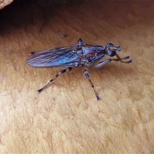 Unverified True fly (Diptera) at Bowral, NSW - Today by trevorpreston
