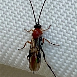 Unverified Insect at Yarralumla, ACT - Today by Jennybach