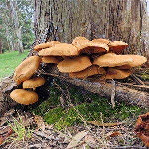 Gymnopilus junonius at Bowral, NSW - Today by trevorpreston