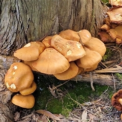 Gymnopilus junonius at Bowral, NSW - 11 May 2025 10:57 AM