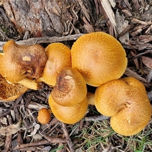 Gymnopilus junonius at Bowral, NSW - 11 May 2025 10:57 AM