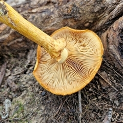 Gymnopilus junonius at Bowral, NSW - 11 May 2025 10:57 AM