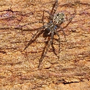 Unverified Spider at Bowral, NSW - Today by trevorpreston