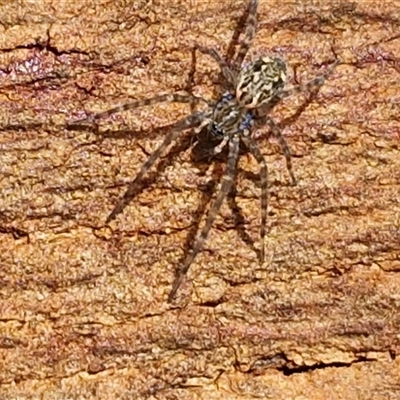 Unverified Spider at Bowral, NSW - 11 May 2025 by trevorpreston
