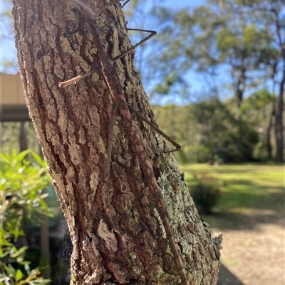 Unverified Stick insect (Phasmatodea) by pls047