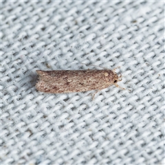 Guestia uniformis (A Concealer moth (Barea group) by DPRees125