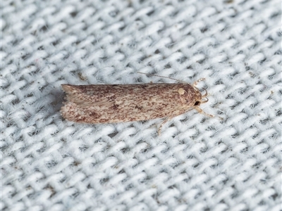 Guestia uniformis (A Concealer moth (Barea group) by DPRees125