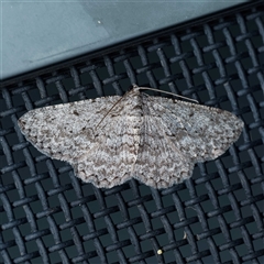 Psilosticha absorpta (Fine-waved Bark Moth) by DPRees125