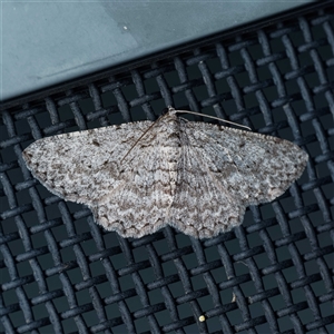 Psilosticha absorpta (Fine-waved Bark Moth) by DPRees125