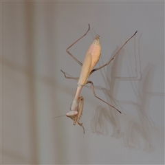 Unverified Praying mantis (Mantodea) at Blairgowrie, VIC - 24 Mar 2025 by ConBoekel