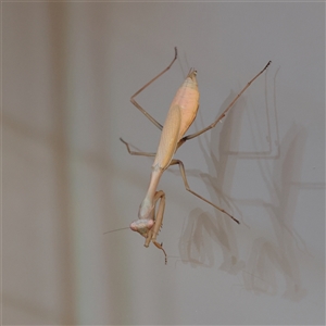 Unverified Praying mantis (Mantodea) at Blairgowrie, VIC - 24 Mar 2025 by ConBoekel