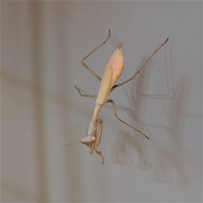 Unverified Praying mantis (Mantodea) at Blairgowrie, VIC - 24 Mar 2025 by ConBoekel