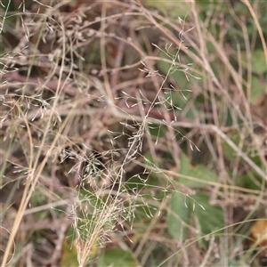 Unverified Grass at Fyshwick, ACT - 25 Mar 2025 by ConBoekel