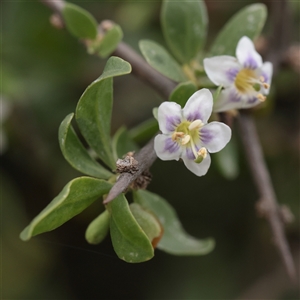 Unverified Other Shrub at Fyshwick, ACT - 25 Mar 2025 by ConBoekel