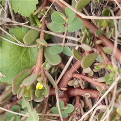 Portulaca oleracea (Munyeroo ,Pigweed, Purslane) at Fyshwick, ACT - 25 Mar 2025 by ConBoekel