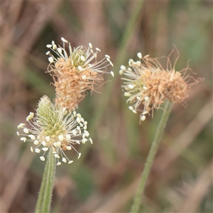 Unverified Other Wildflower or Herb at Fyshwick, ACT - 25 Mar 2025 by ConBoekel