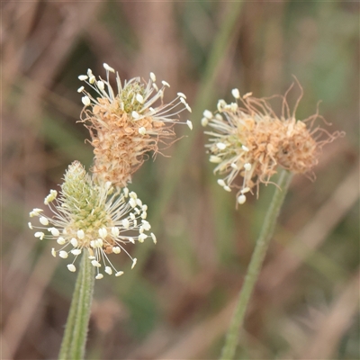 Plantago lanceolata (Ribwort Plantain, Lamb's Tongues) at Fyshwick, ACT - 25 Mar 2025 by ConBoekel