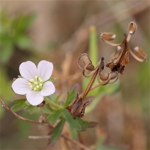 Unverified Other Wildflower or Herb at Fyshwick, ACT - 25 Mar 2025 by ConBoekel