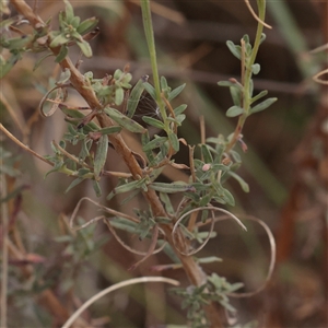 Unverified Other Wildflower or Herb at Fyshwick, ACT - 25 Mar 2025 by ConBoekel