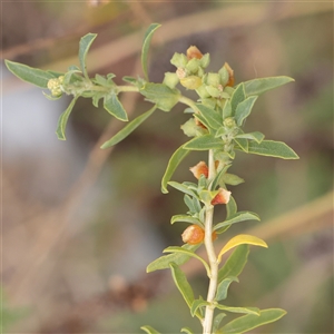 Unverified Other Wildflower or Herb at Fyshwick, ACT - 25 Mar 2025 by ConBoekel