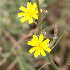 Chondrilla juncea (Skeleton Weed) at Fyshwick, ACT - 25 Mar 2025 by ConBoekel