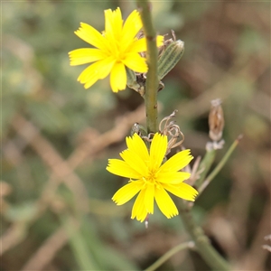 Unverified Other Wildflower or Herb at Fyshwick, ACT - 25 Mar 2025 by ConBoekel