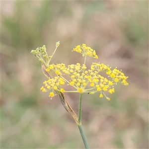 Unverified Other Wildflower or Herb at Fyshwick, ACT - 25 Mar 2025 by ConBoekel