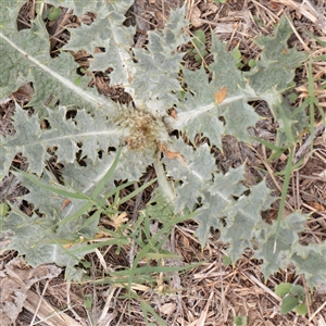Unverified Other Wildflower or Herb at Fyshwick, ACT - 25 Mar 2025 by ConBoekel
