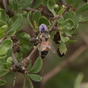 Amegilla sp. (genus) at Fyshwick, ACT - 25 Mar 2025 by ConBoekel