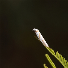 Oxythecta acceptella (Scat Moth) at Fyshwick, ACT - 25 Mar 2025 by ConBoekel