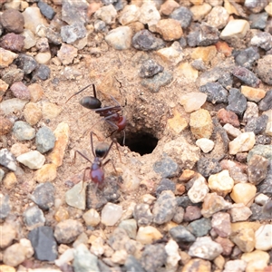 Iridomyrmex purpureus (Meat Ant) at Fyshwick, ACT - 25 Mar 2025 by ConBoekel