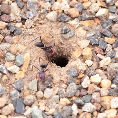 Iridomyrmex purpureus (Meat Ant) at Fyshwick, ACT - 25 Mar 2025 by ConBoekel