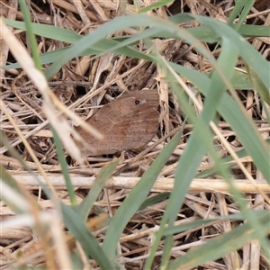 Heteronympha merope at Fyshwick, ACT - 25 Mar 2025 by ConBoekel
