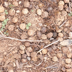 Oryctolagus cuniculus (European Rabbit) at Fyshwick, ACT - 25 Mar 2025 by ConBoekel