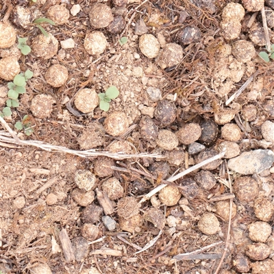Oryctolagus cuniculus (European Rabbit) at Fyshwick, ACT - 25 Mar 2025 by ConBoekel
