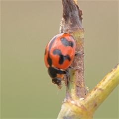 Coccinella transversalis (Transverse Ladybird) at Fyshwick, ACT - 25 Mar 2025 by ConBoekel