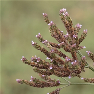 Unverified Other Wildflower or Herb at Fyshwick, ACT - 25 Mar 2025 by ConBoekel