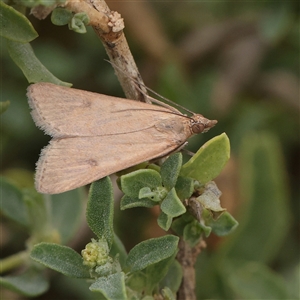 Unverified Moth (Lepidoptera) at Fyshwick, ACT - 25 Mar 2025 by ConBoekel