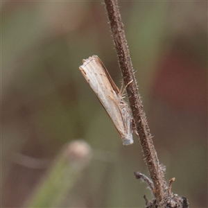 Culladia cuneiferellus at Fyshwick, ACT - 25 Mar 2025 by ConBoekel
