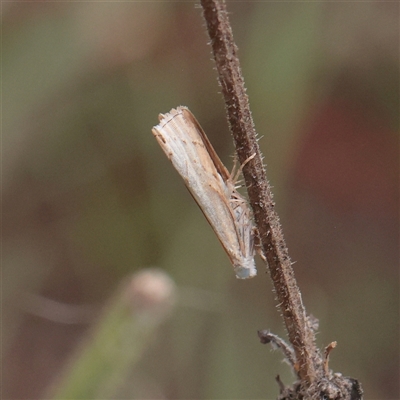 Culladia cuneiferellus (Crambinae moth) at Fyshwick, ACT - 25 Mar 2025 by ConBoekel