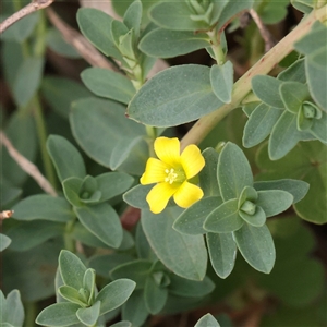 Unverified Other Wildflower or Herb at Fyshwick, ACT - 25 Mar 2025 by ConBoekel