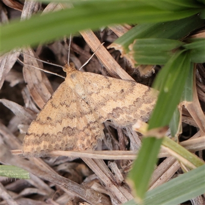 Scopula rubraria (Reddish Wave, Plantain Moth) at Fyshwick, ACT - 25 Mar 2025 by ConBoekel