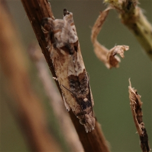 Crocidosema plebejana at Fyshwick, ACT - 25 Mar 2025 by ConBoekel