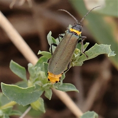 Chauliognathus lugubris (Plague Soldier Beetle) at Fyshwick, ACT - 25 Mar 2025 by ConBoekel