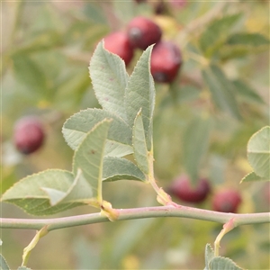 Unverified Other Shrub at Fyshwick, ACT - 25 Mar 2025 by ConBoekel