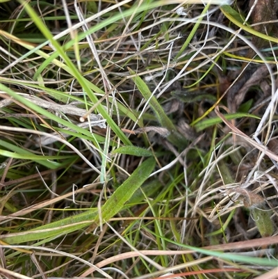 Plantago sp. (Plantain) at Tennent, ACT - 8 May 2025 by JamesVandersteen